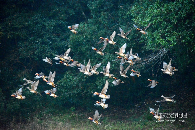 進入初冬，大批野生鴛鴦陸續(xù)飛抵江西婺源縣賦春鎮(zhèn)鴛鴦湖越冬，小精靈們在湖面上或相互依偎、卿卿我我；或隨波逐流、嬉戲打鬧，悠閑自在生活在青山綠水之間，優(yōu)良的水域和豐富的湖畔闊葉林，為鴛鴦過冬提供良好生存環(huán)境，婺源鴛鴦湖已成為亞洲最大的野生鴛鴦越冬棲息地。（攝于12月4日下午）