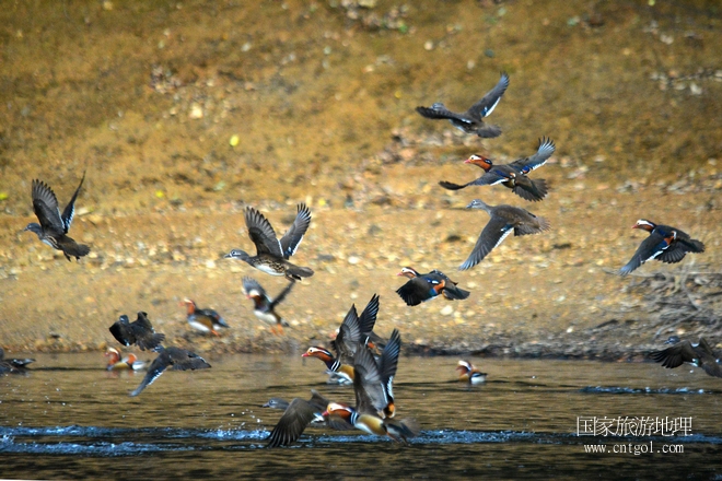 進入初冬，大批野生鴛鴦陸續(xù)飛抵江西婺源縣賦春鎮(zhèn)鴛鴦湖越冬，小精靈們在湖面上或相互依偎、卿卿我我；或隨波逐流、嬉戲打鬧，悠閑自在生活在青山綠水之間，優(yōu)良的水域和豐富的湖畔闊葉林，為鴛鴦過冬提供良好生存環(huán)境，婺源鴛鴦湖已成為亞洲最大的野生鴛鴦越冬棲息地。（攝于12月4日下午）