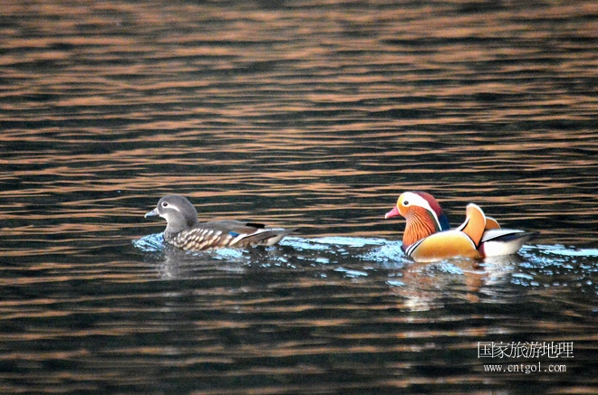 進入初冬，大批野生鴛鴦陸續(xù)飛抵江西婺源縣賦春鎮(zhèn)鴛鴦湖越冬，小精靈們在湖面上或相互依偎、卿卿我我；或隨波逐流、嬉戲打鬧，悠閑自在生活在青山綠水之間，優(yōu)良的水域和豐富的湖畔闊葉林，為鴛鴦過冬提供良好生存環(huán)境，婺源鴛鴦湖已成為亞洲最大的野生鴛鴦越冬棲息地。（攝于12月4日下午）